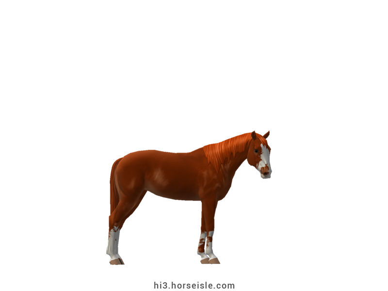 Danish Sport Pony Red Chestnut Sabino Coat